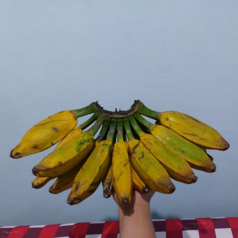 

PISANG KEPOK KUNING SUKABUMI PERSISIR