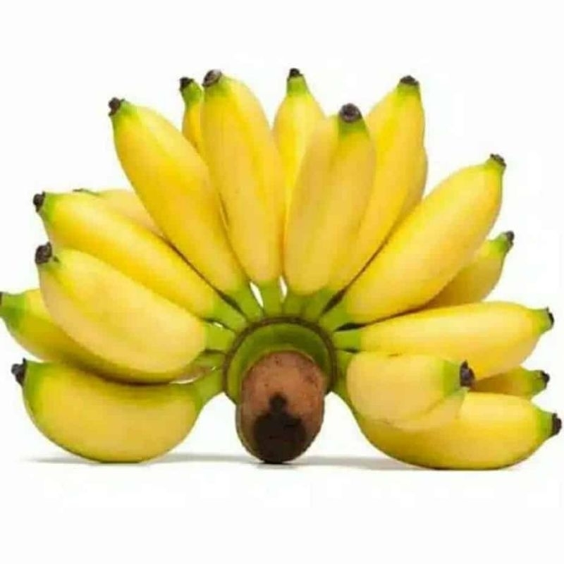 

pisang lampung