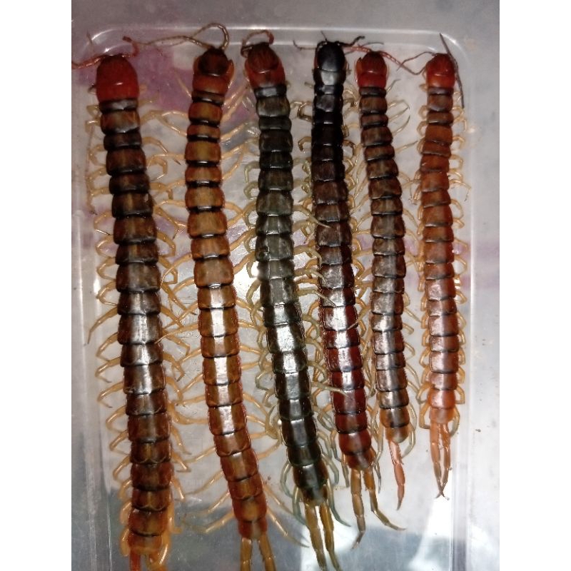 kelabang hidup 4 - 7 cm 20 bonus 3 arwana ikan predator dan burung