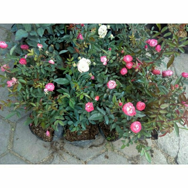 Bibit Tanaman Mawar Kubis Berbunga-Tanaman Hias Hidup Mawar KUBIS JEPANG-Bibit Tanaman Hidup Mawar