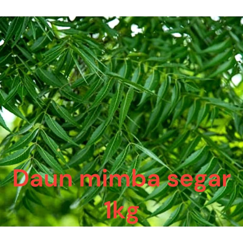 

daun mimba segar 1 kg,daun mindi