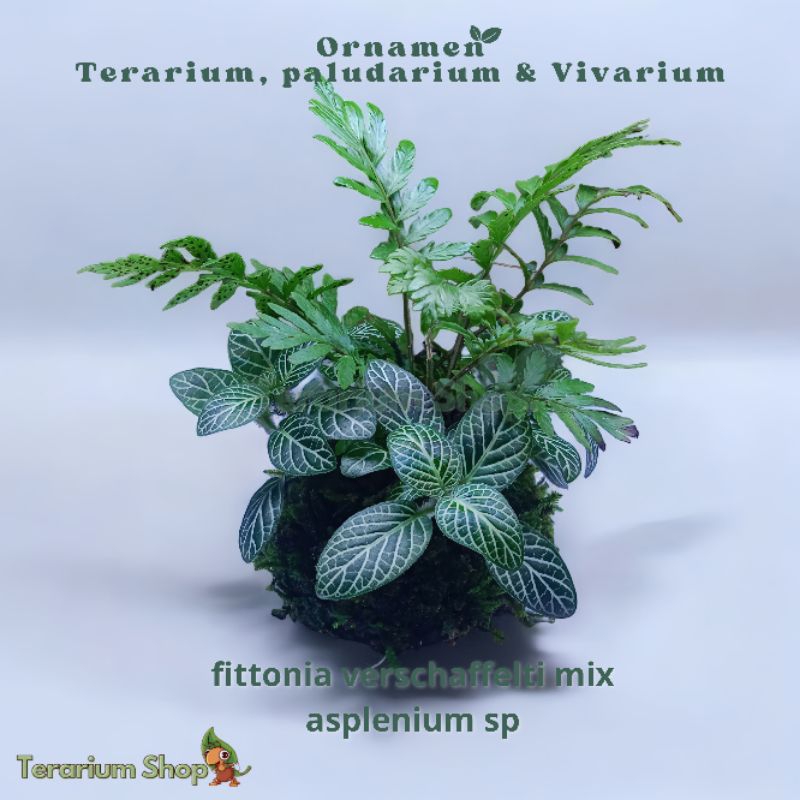 Tanaman Asli Ornamen Terarium Paludarium & Vivarium Wabikusa Fittonia Verschaffelti Mix Asplenium Sp