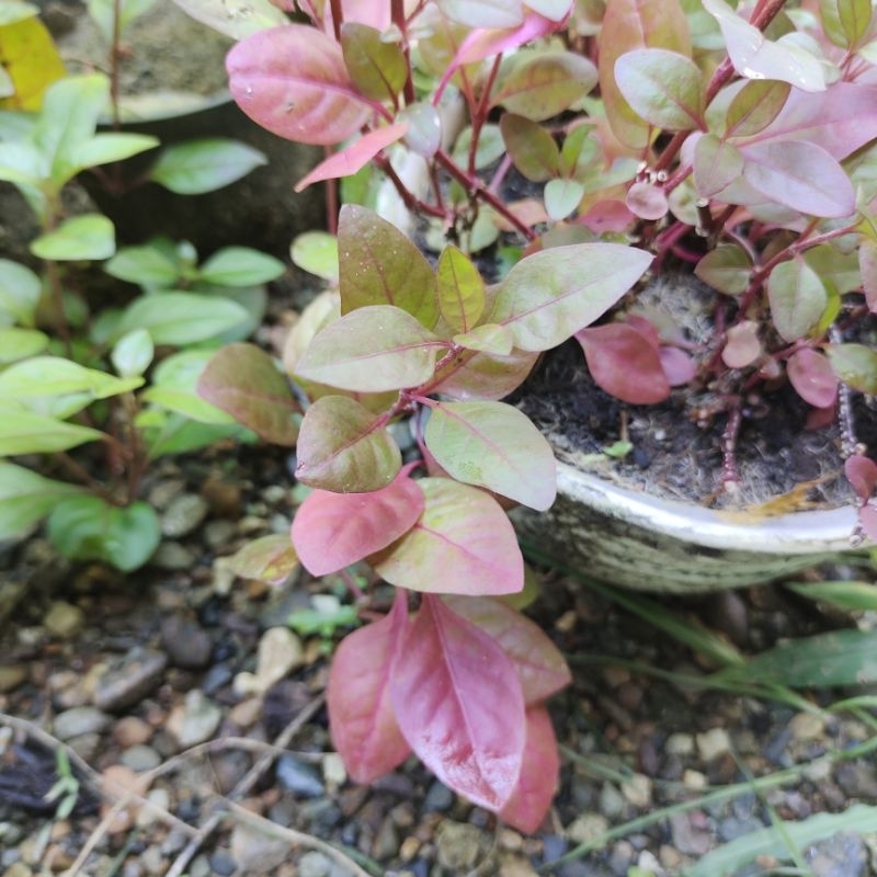 tanaman aquascape Ludwigia sp red Rubin low co 2 per pot isi 5 batang tanaman hidup tanaman aquascap