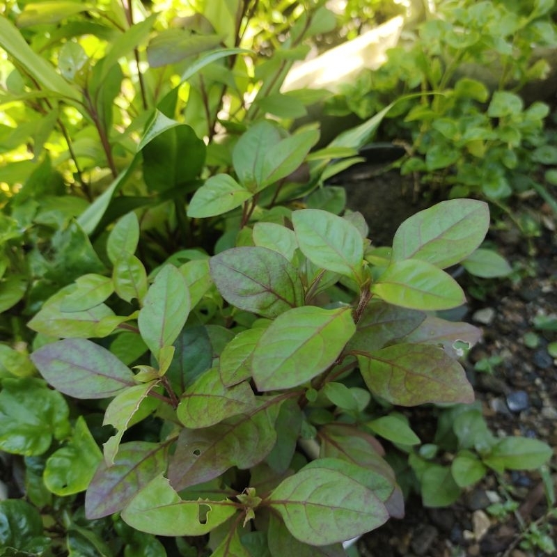 Tanaman aquascape ludwigia sp red malang low co 2 per pot isi 5 batang tanaman hidup tanaman Aquasca