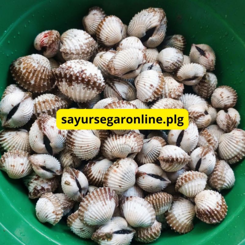 

KERANG DARA UTUH (500 gr - 1 KG) - Sayur Online Palembang