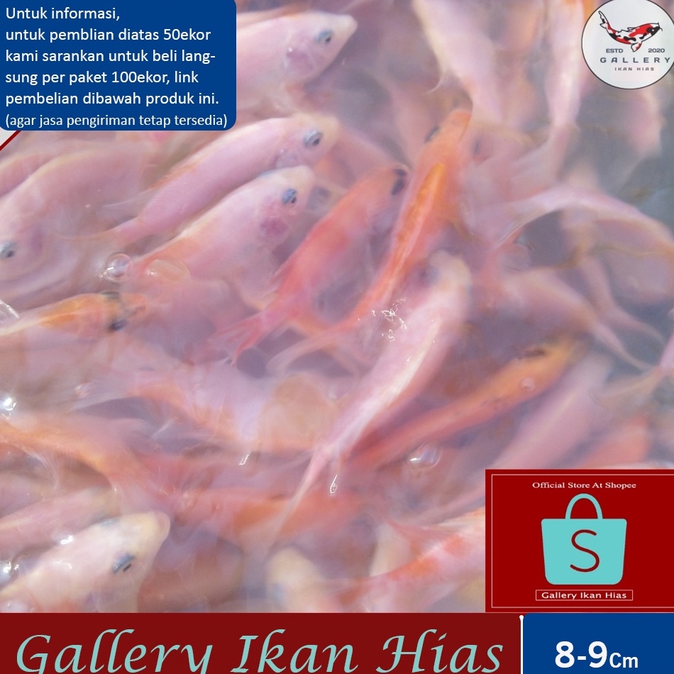 KODE T27Q Paket 5ekor  Bibit Nila Merah Bangkok 89Cm 2Jari  Bibit Nila Merah Terdekat Bogor  Ikan Ni