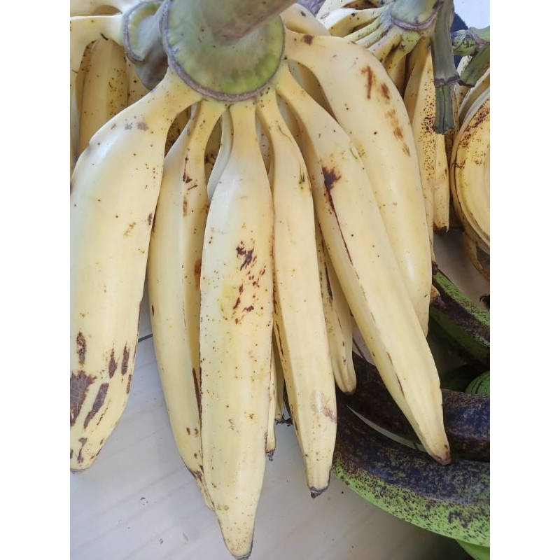 

Pisang Tanduk Muria Super