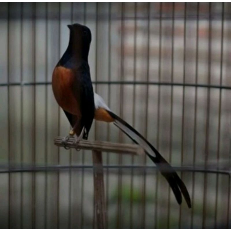 Murai Batu Medan Ekor 26 Cm Rawatan Prospek