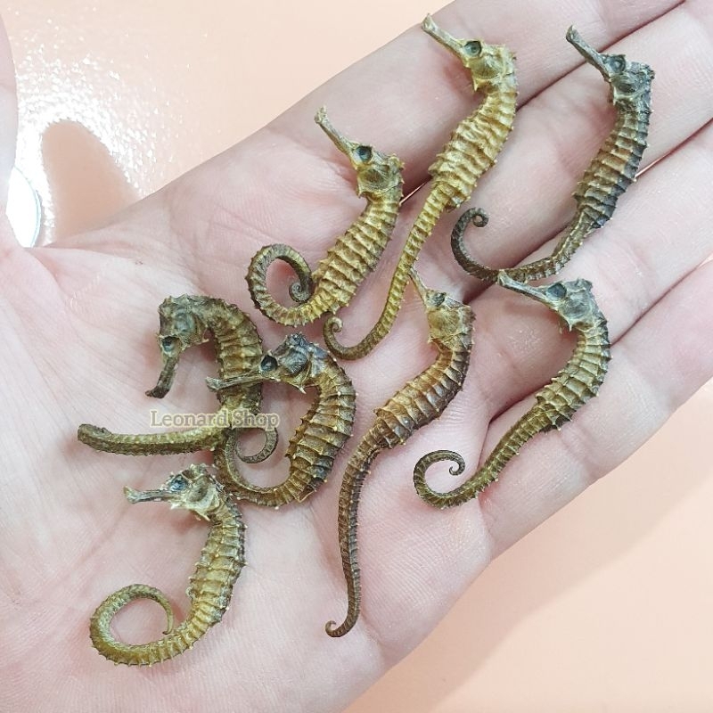 

KL HAI MA SUPER SIZE KECIL KERING HERBAL OBAT KESUBURAN PRIA WANITA HAIMA HAI MHA 海马 GINSENG RENDAMAN SIZE PIL KAPSUL / NAGA LAUT DURI SUPER BELANG / SEAHORSE / TERIPANG HAISOM SIRIP IKAN HISIT PENAMBAH STAMINA KUAT PERUT IKAN HUPIO DAN GELEMBUNG SUBUR