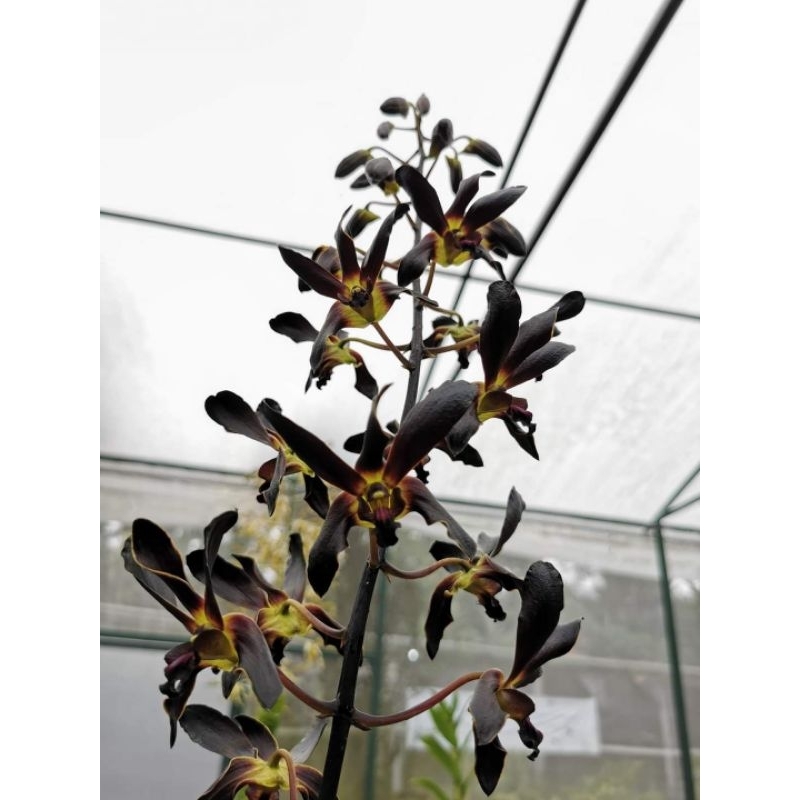 Dendrobium Rajajowas  Hybrid