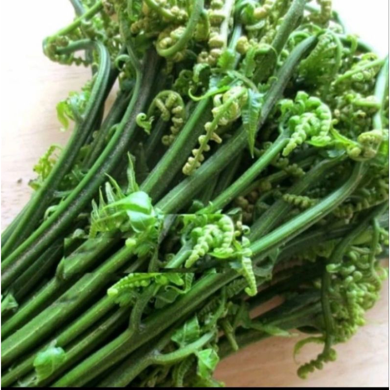 

pakis sayur segar 500 gram