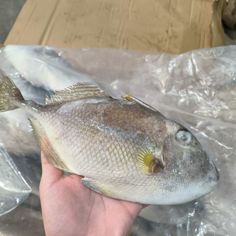 

Ikan Takol Ayam Ayam 10kg