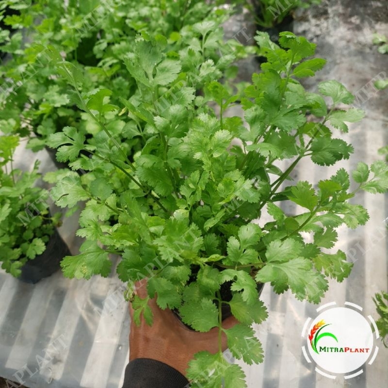 Bibit Pohon Ketumbar Coriander - Tanaman Daun Ketumbar - Bahan Bumbu Masak