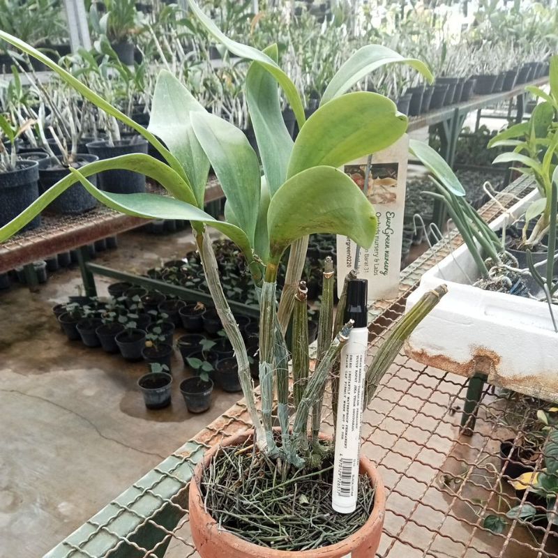 Anggrek Dendrobium spectabile