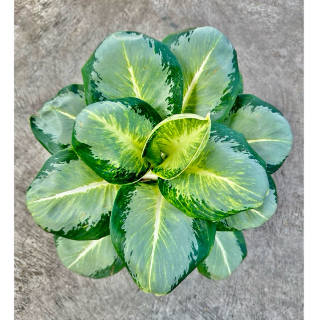 GREEN BOWL JUMBO ( Tanaman Hias Aglaonema / Aglonema )