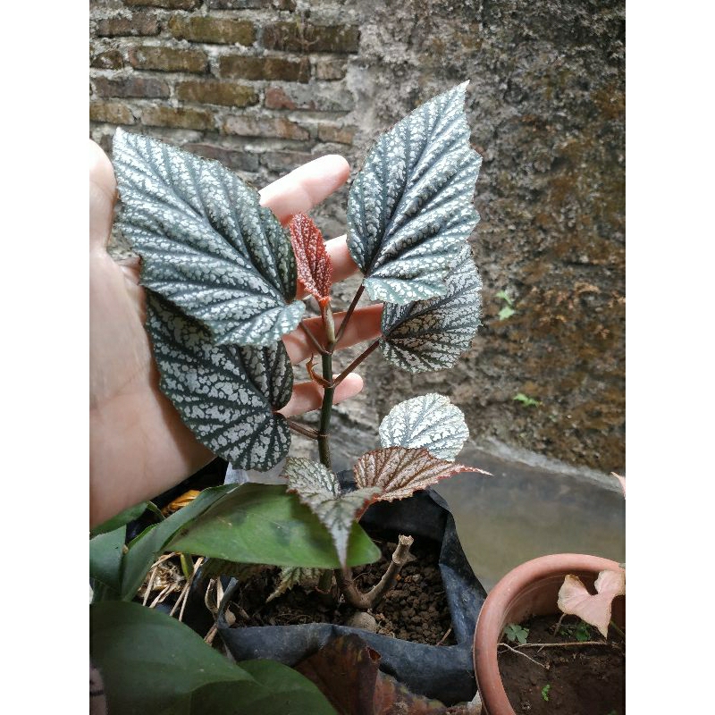 begonia polkadot putih