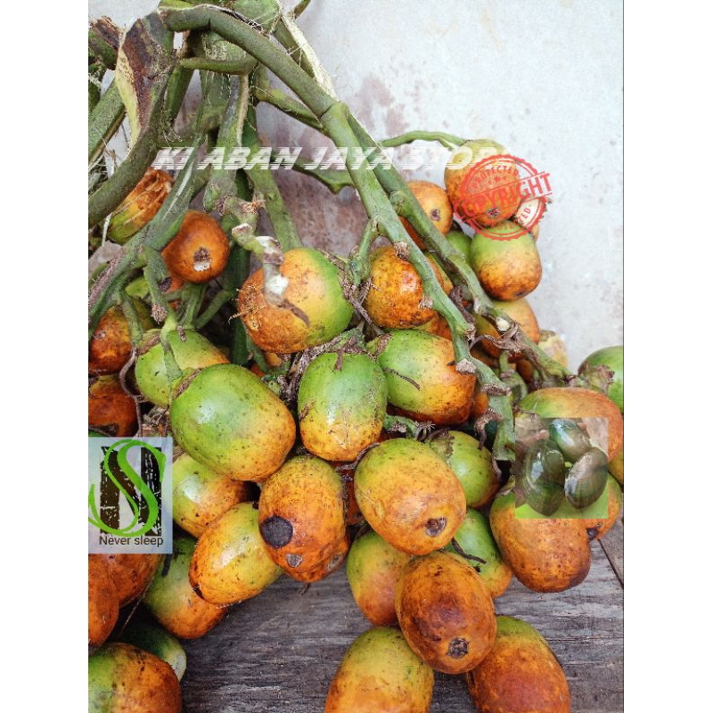 

Pinang tua jambe matang di pohon 1 kg