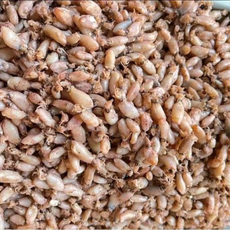

IKAN CUMI BABY PREMIUM TANJUNG BALAI ASAHAN