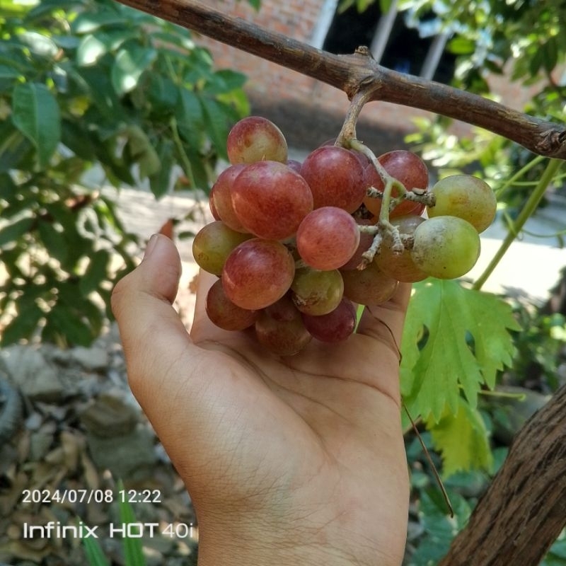

anggur Jupiter import siap berbunga-bunga siap berbuah manis