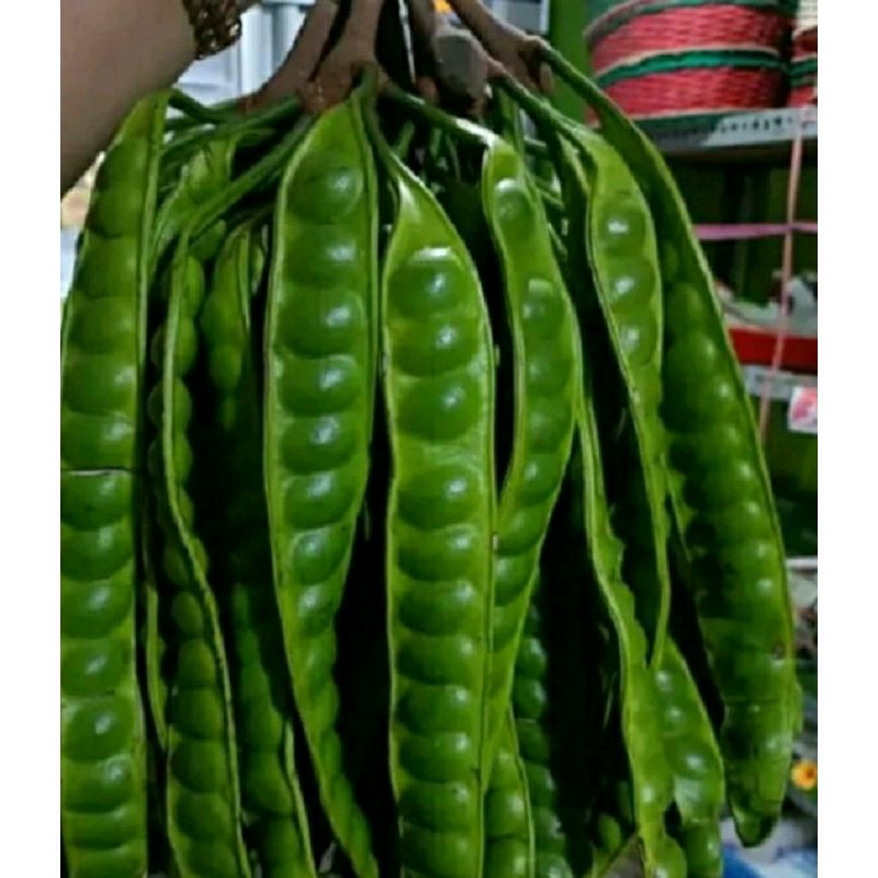 

promo Pete 1 ikat=10 papan. bakul Pete segar murah.