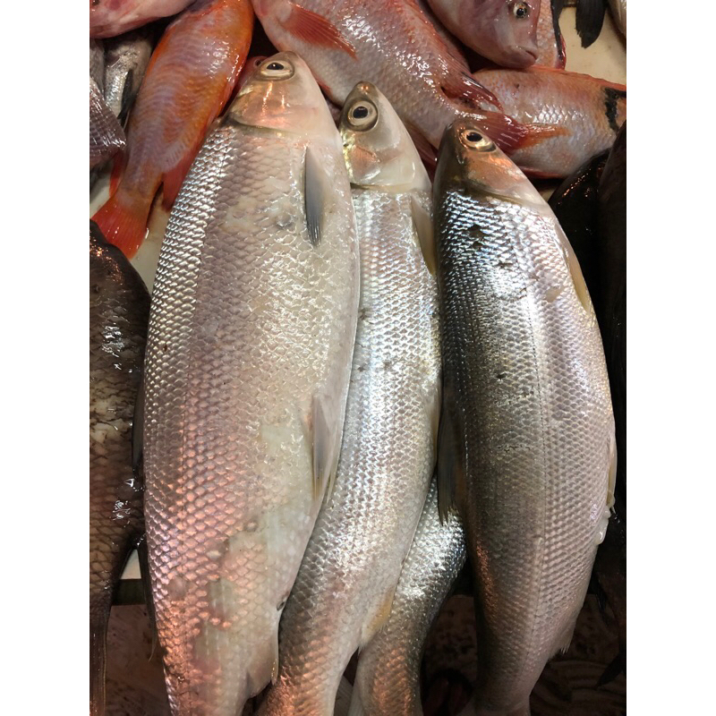 

IKAN BONENG FRESH 1kg
