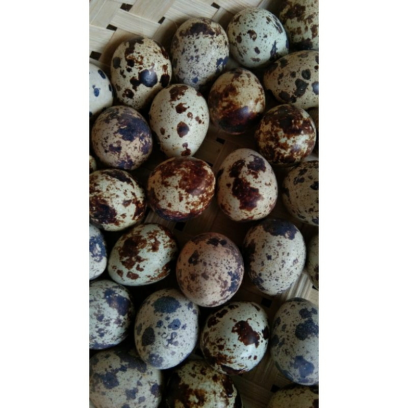 

Telur Puyuh Mentah 2mika isi 24pcs
