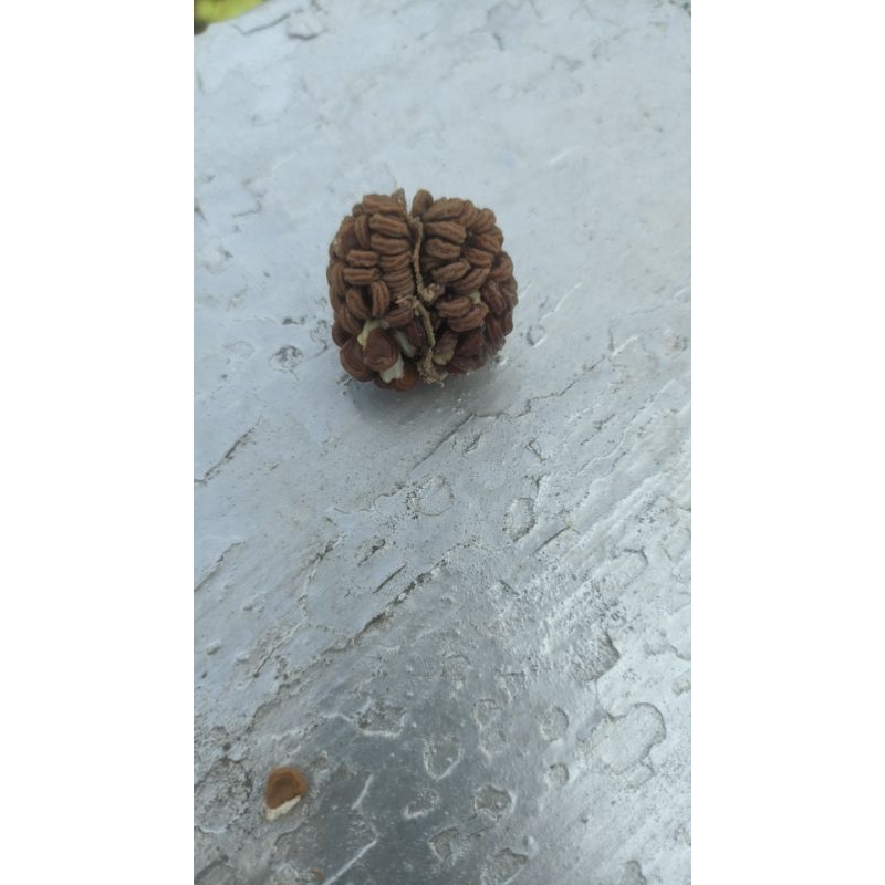 *Termurah di Shopee* Biji/Benih Kecubung Wulung Ungu / DATURA METEL BUNGA TEROMPET & Buah Kecubung W