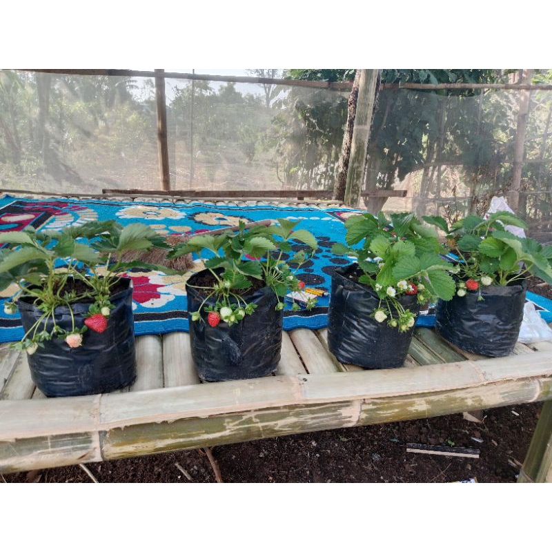 bibit indukan strawberry sagahonoka sudah berbuah