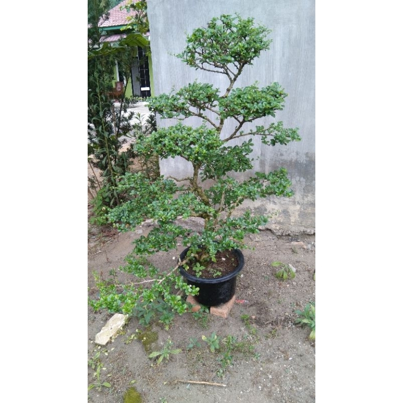 bonsai hokiantea bunga