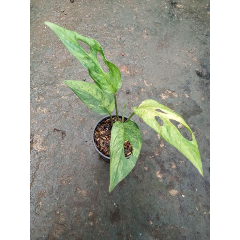 janda bolong varigata mint (lokal)