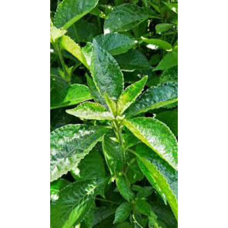 

daun keji beling/pecah beling 100 helai