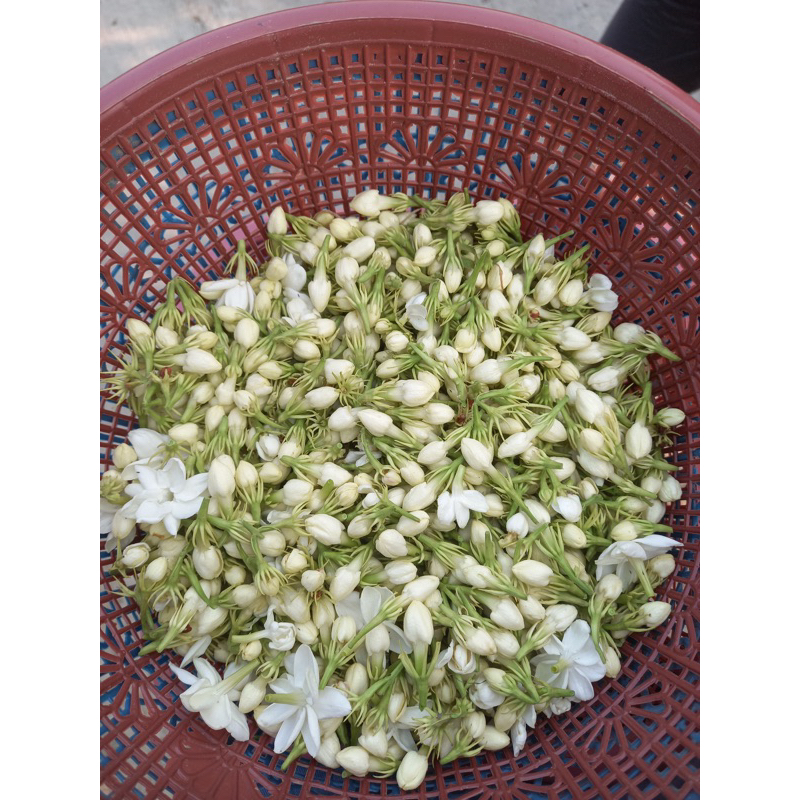 

MELATI FRESH LANGSUNG DARI KEBUN SENDIRI