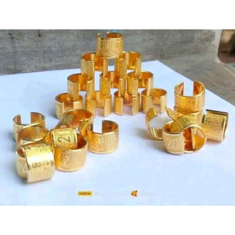 ring burung merpati dewasa