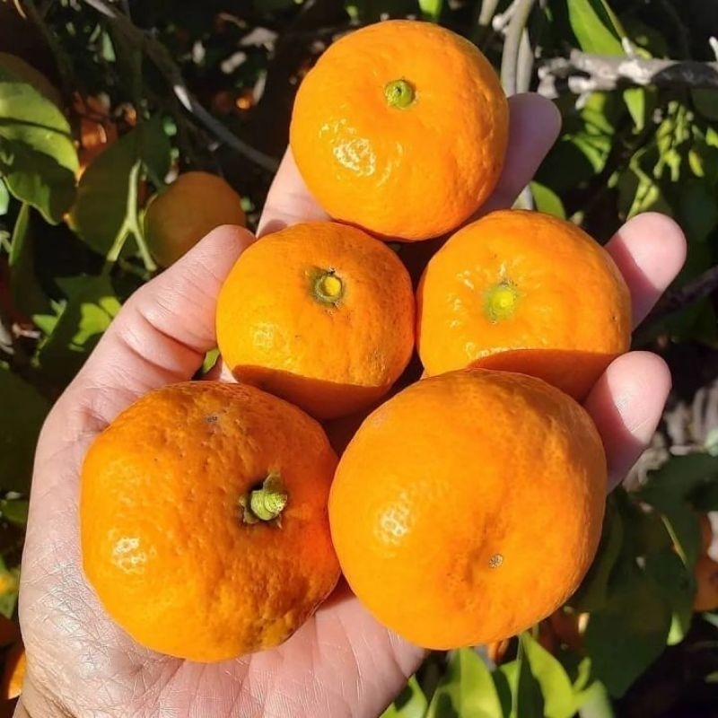 

Bibit Jeruk Mandarin BERBUAH