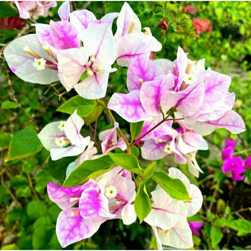 Bunga Hias Kertas Bougenville Sakura Ice Cream