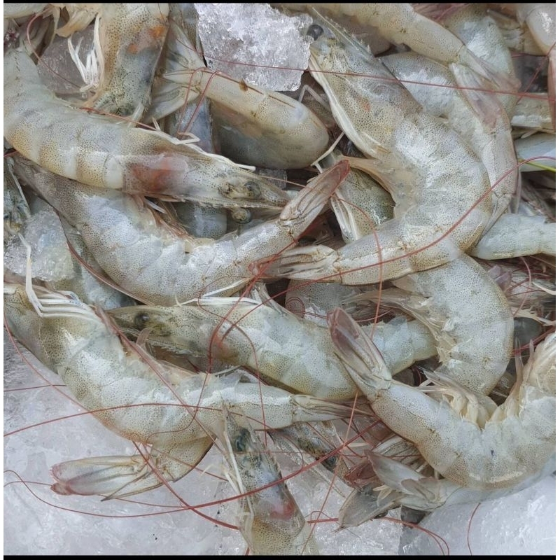 

Udang Vanname