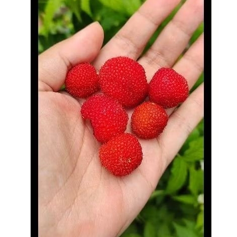 

Raspberry segar Lembang