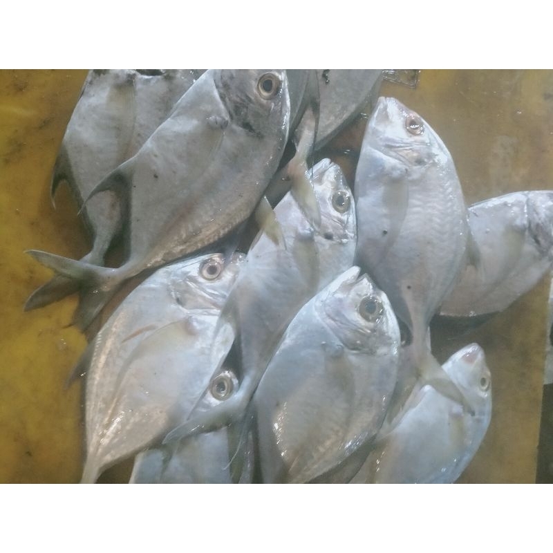 

serbaseafood