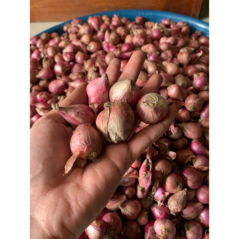 

Bawang Merah 500g