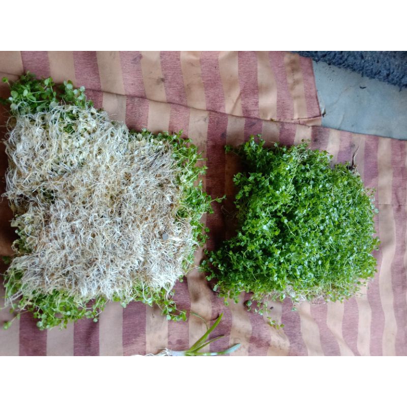 tanaman aquascape/tanaman karpet(Monte Carlo)