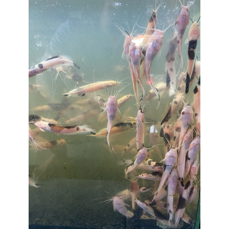 hiasan ikan lele albino harga untuk 20ekor