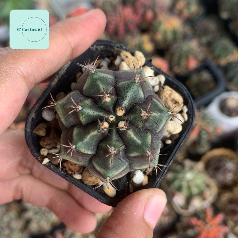 Gymnocalycium Mihanovichii hybrid kaktus gymno miha mihanovichi tanaman hias hidup indah gurun jumbo