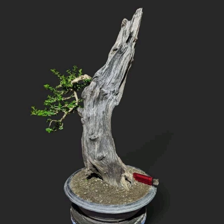 bahan bonsai sancang program tempel kayu mati /tanuki style realpict cakep