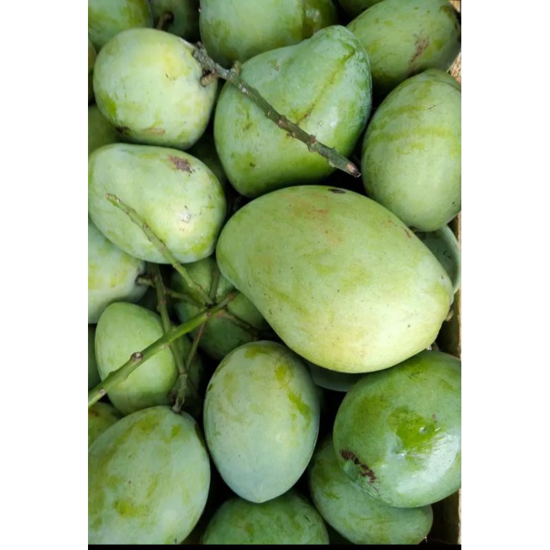 

mangga rujak mangga madu 1kg