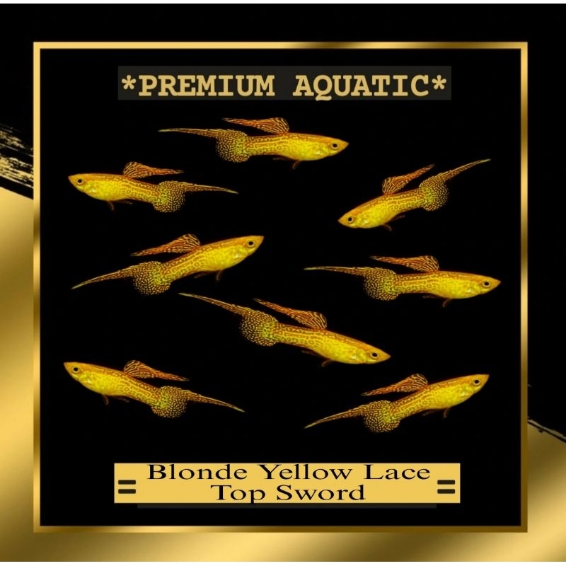 Guppy Blonde Yellow Lace Top Sword sepasang hiasan akuarium