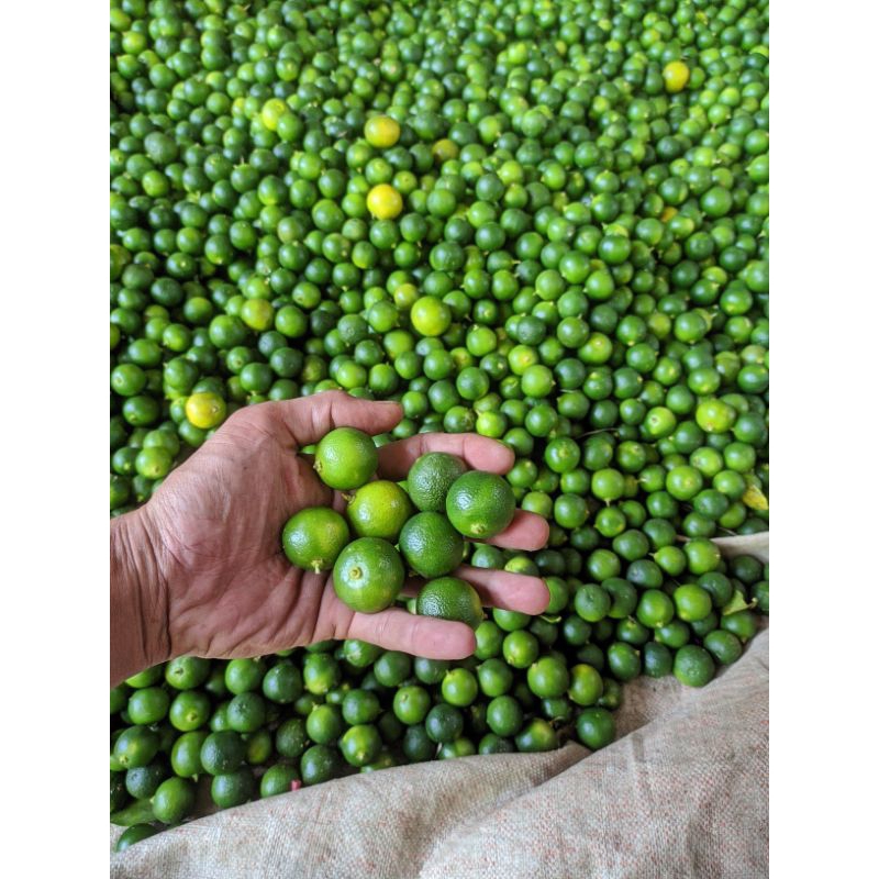 

Jeruk sonkit/kasturi/lemoncui/calakmansi