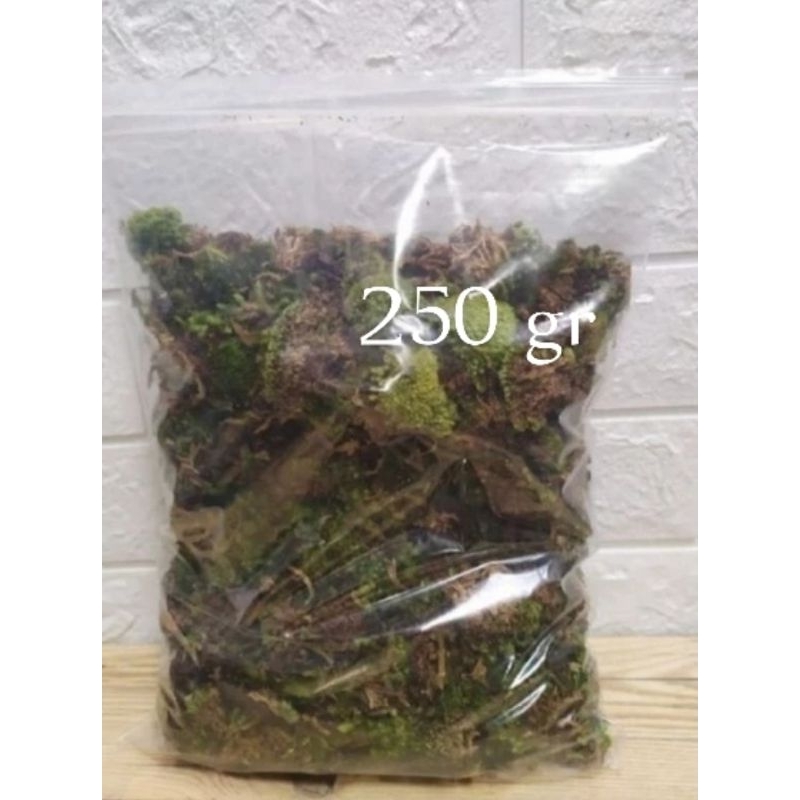 Lumut Hidup/250gr/Moss Hutan/Living Moss/lumut hidup cacah/aquascape