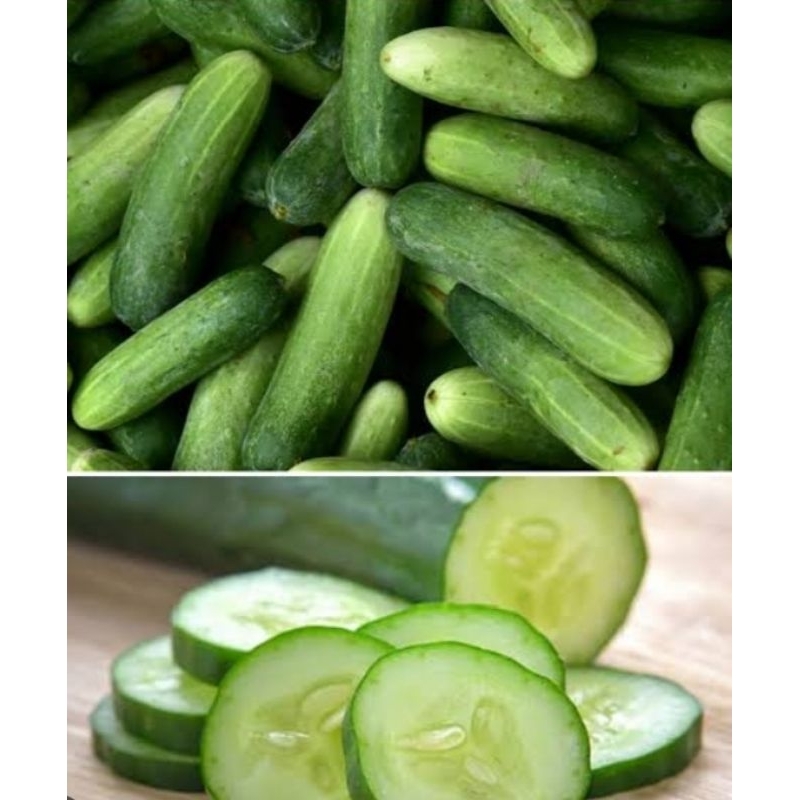 

Timun Kecil Muda Super 500g