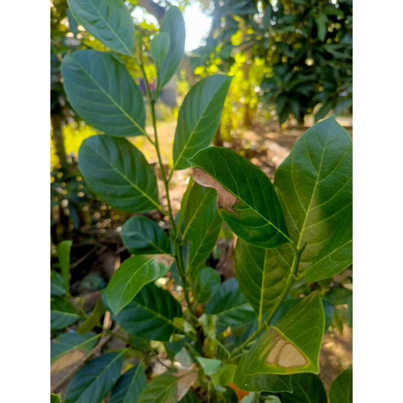 

daun nagka