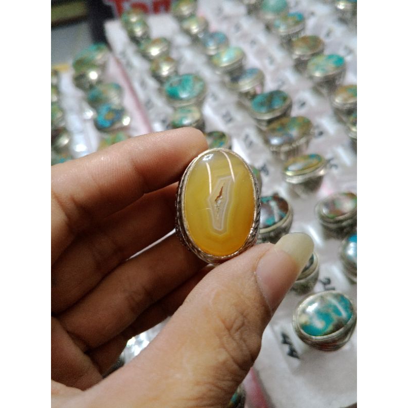 Cempaka putih combong